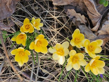 Przedwiośnie przy siedzibie Oddziału Sulejowskiego i Spalskiego Parku Krajobrazowego, 